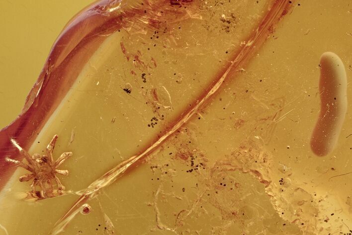 Detailed Fossil Spider (Araneae) and Larva in Baltic Amber #273273